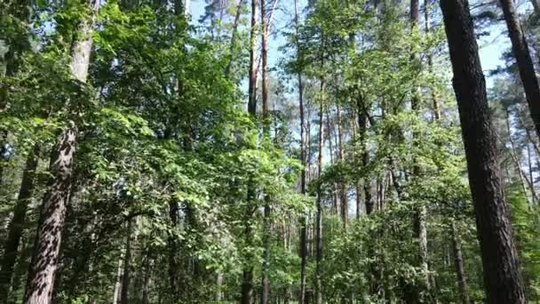 Bela floresta verde em um dia de verão, câmera lenta — Vídeo de Stock