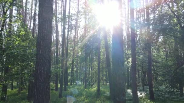 Красивий зелений ліс в літній день, повільний рух — стокове відео