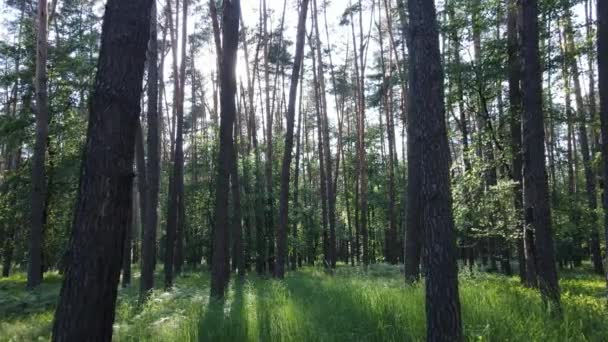 Piękny zielony las w letni dzień, powolny ruch — Wideo stockowe