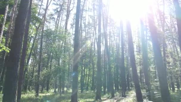 Beautiful green forest on a summer day, slow motion — Stock Video