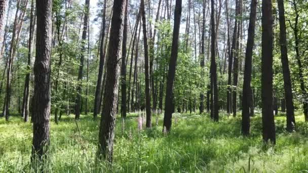 Hermoso bosque verde en un día de verano, cámara lenta — Vídeo de stock