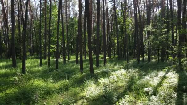 Vacker grön skog en sommardag, slow motion — Stockvideo