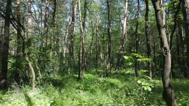 Bela floresta verde em um dia de verão, câmera lenta — Vídeo de Stock