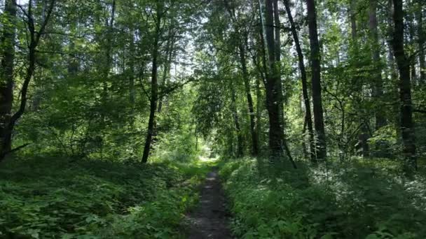 Hermoso bosque verde en un día de verano, cámara lenta — Vídeo de stock