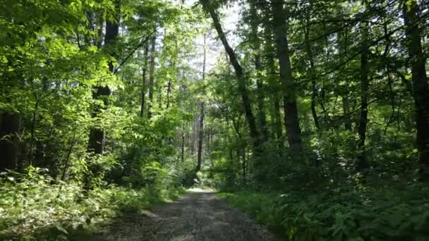 Piękny zielony las w letni dzień, powolny ruch — Wideo stockowe
