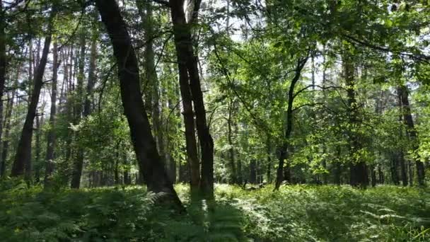 Зеленый лес в летний день, замедленное движение — стоковое видео