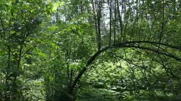 Bela floresta verde em um dia de verão, câmera lenta — Vídeo de Stock