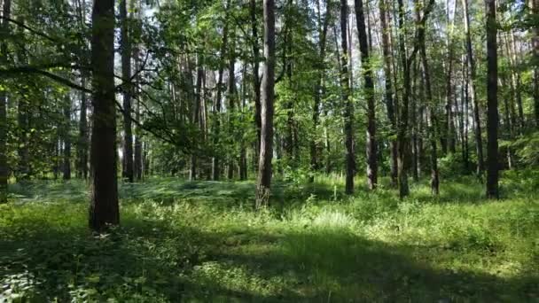 Vacker grön skog en sommardag, slow motion — Stockvideo