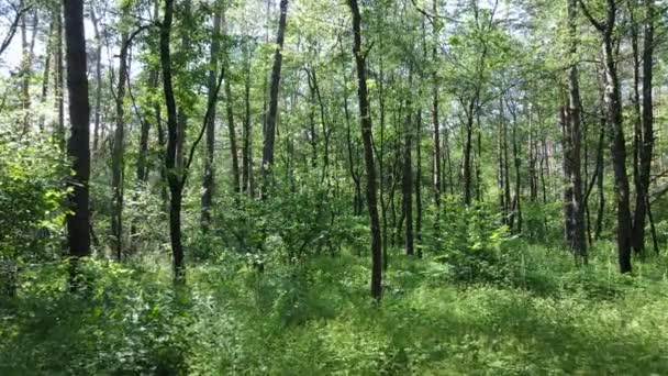 Bela floresta verde em um dia de verão, câmera lenta — Vídeo de Stock