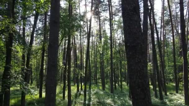 Bella foresta verde in una giornata estiva, rallentatore — Video Stock