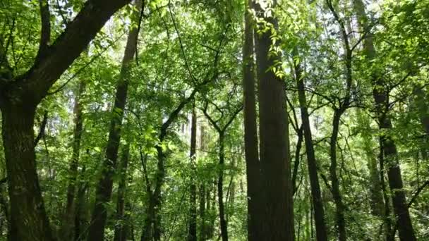 Bela floresta verde em um dia de verão, câmera lenta — Vídeo de Stock