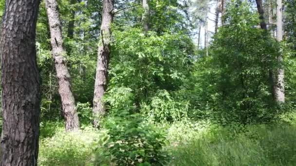 Belle forêt verte un jour d'été, au ralenti — Video