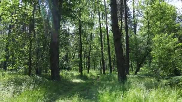 Bela floresta verde em um dia de verão, câmera lenta — Vídeo de Stock