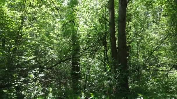 Hermoso bosque verde en un día de verano, cámara lenta — Vídeos de Stock