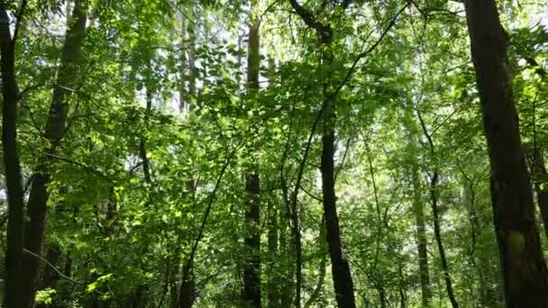 Bela floresta verde em um dia de verão, câmera lenta — Vídeo de Stock