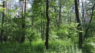Güzel yeşil orman bir yaz gününde, ağır çekimde