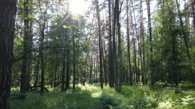 Güzel yeşil orman bir yaz gününde, ağır çekimde