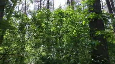 Güzel yeşil orman bir yaz gününde, ağır çekimde