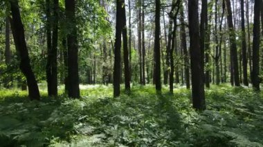 Güzel yeşil orman bir yaz gününde, ağır çekimde