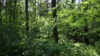 Güzel yeşil orman bir yaz gününde, ağır çekimde