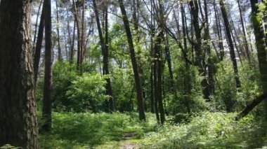 Güzel yeşil orman bir yaz gününde, ağır çekimde