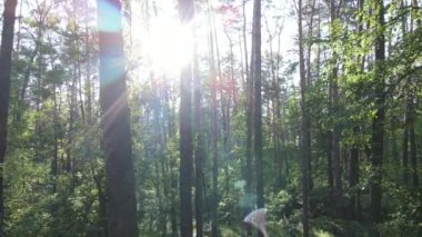 Güzel yeşil orman bir yaz gününde, ağır çekimde