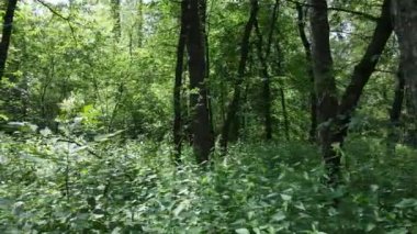 Güzel yeşil orman bir yaz gününde, ağır çekimde