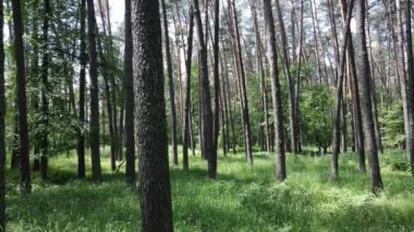 Güzel yeşil orman bir yaz gününde, ağır çekimde