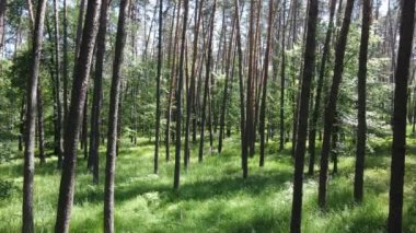 Güzel yeşil orman bir yaz gününde, ağır çekimde