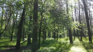 Güzel yeşil orman bir yaz gününde, ağır çekimde