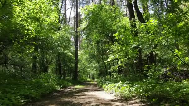 Beautiful green forest on a summer day, slow motion — Stock Video