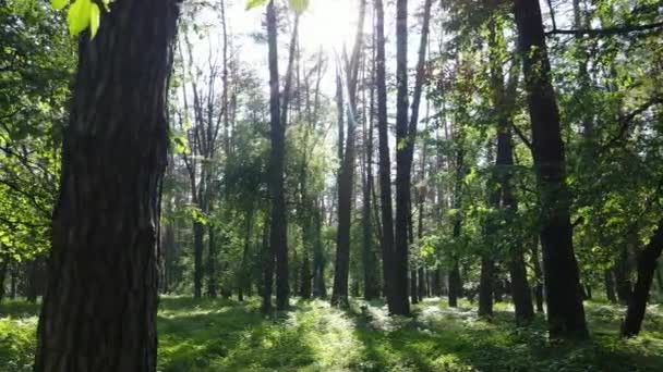 Зеленый лес в летний день, замедленное движение — стоковое видео