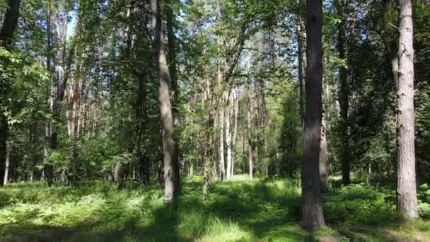 Hermoso bosque verde en un día de verano, cámara lenta — Vídeos de Stock