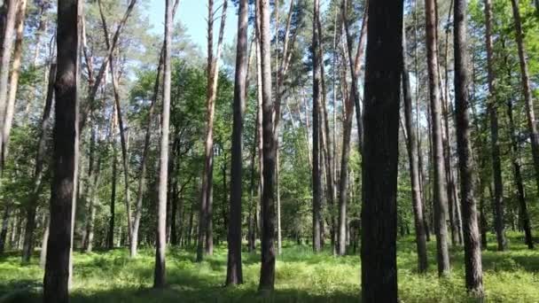 Hermoso bosque verde en un día de verano, cámara lenta — Vídeos de Stock