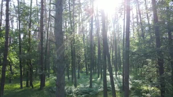 Bella foresta verde in una giornata estiva, rallentatore — Video Stock