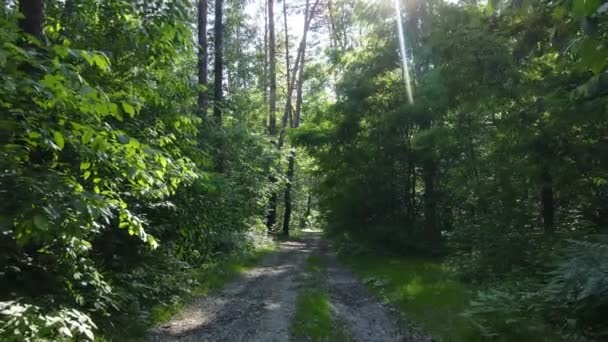 Vacker grön skog en sommardag, slow motion — Stockvideo