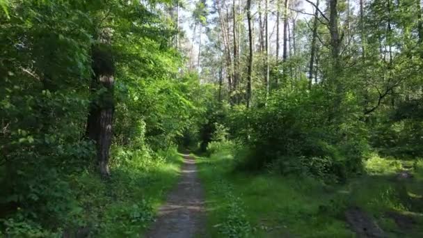 Vacker grön skog en sommardag, slow motion — Stockvideo