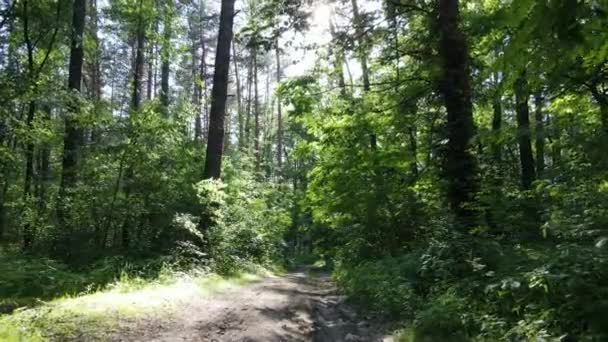 Schöner grüner Wald an einem Sommertag, Zeitlupe — Stockvideo