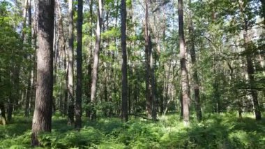 Güzel yeşil orman bir yaz gününde, ağır çekimde