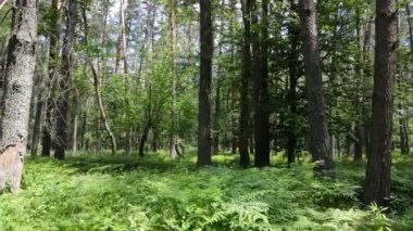 Güzel yeşil orman bir yaz gününde, ağır çekimde