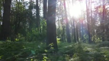 Güzel yeşil orman bir yaz gününde, ağır çekimde