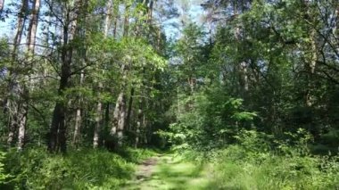 Güzel yeşil orman bir yaz gününde, ağır çekimde