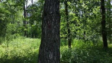 Güzel yeşil orman bir yaz gününde, ağır çekimde