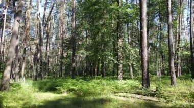 Güzel yeşil orman bir yaz gününde, ağır çekimde