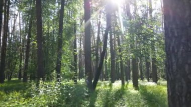 Güzel yeşil orman bir yaz gününde, ağır çekimde