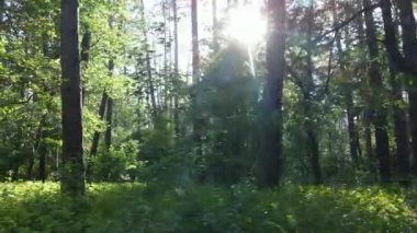 Güzel yeşil orman bir yaz gününde, ağır çekimde