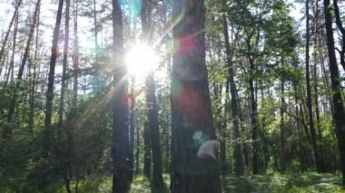 Güzel yeşil orman bir yaz gününde, ağır çekimde