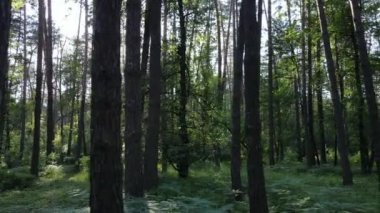 Güzel yeşil orman bir yaz gününde, ağır çekimde