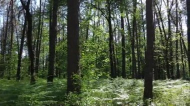 Güzel yeşil orman bir yaz gününde, ağır çekimde