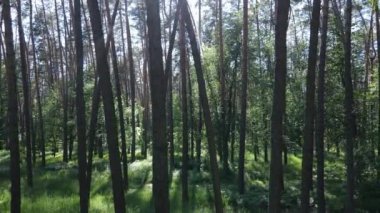 Güzel yeşil orman bir yaz gününde, ağır çekimde